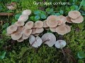 Gymnopus confluens-amf475